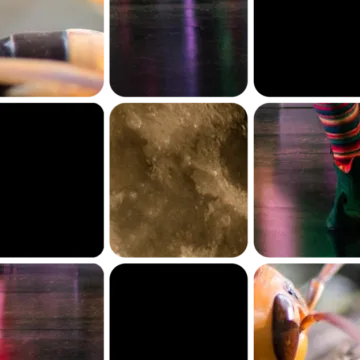 America eradicates a notoriously pesky insect and an NBA team’s personal foul: The weekly news quiz