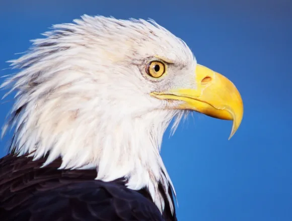 The bald eagle is officially America’s national bird after Biden’s signature
