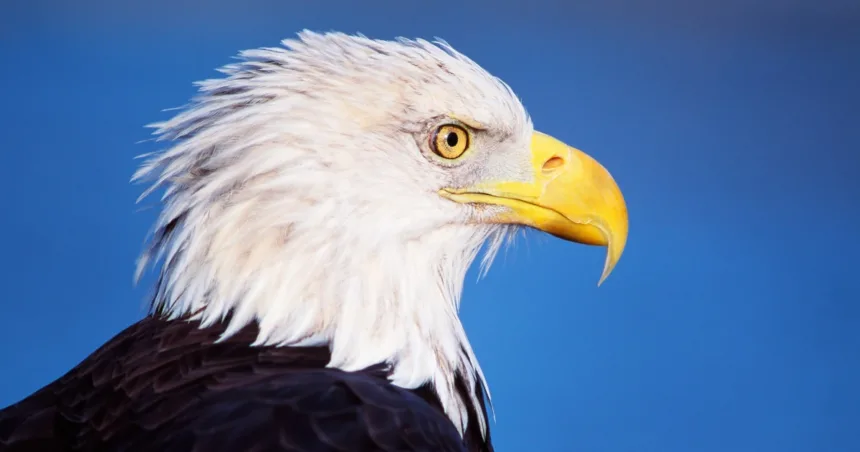 The bald eagle is officially America’s national bird after Biden’s signature