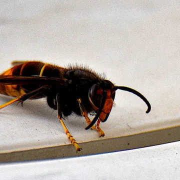‘Murder hornet’ eradicated from the U.S., officials announce
