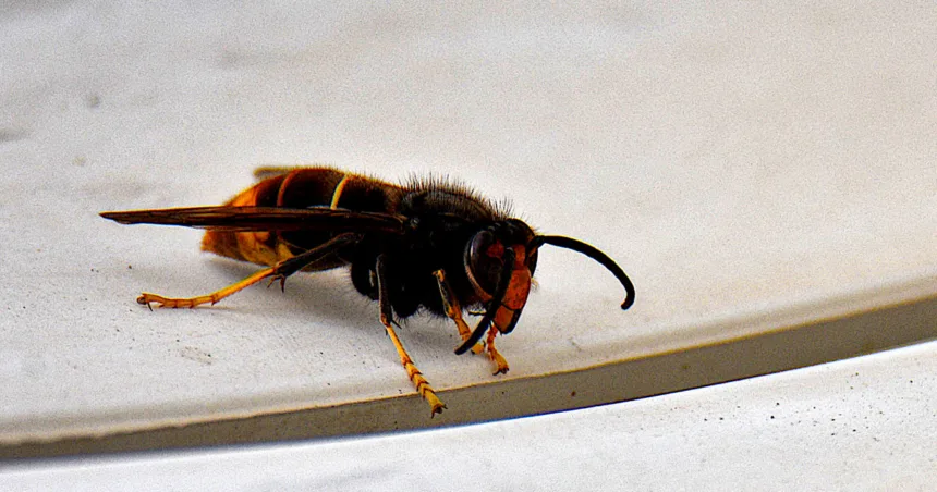 ‘Murder hornet’ eradicated from the U.S., officials announce