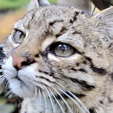 241225-mouse-al-1253-76fc01.jpg 20 big cats die from bird flu at Washington wildlife sanctuary