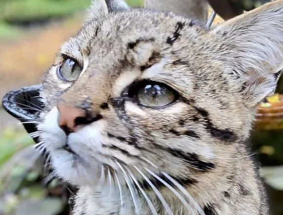 20 big cats die from bird flu at Washington wildlife sanctuary
