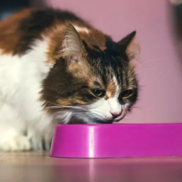 241227-cat-food-al-0949-ebbaf5.jpg Services for Jimmy Carter and caution against raw pet food: Morning Rundown