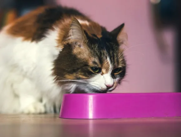 Services for Jimmy Carter and caution against raw pet food: Morning Rundown