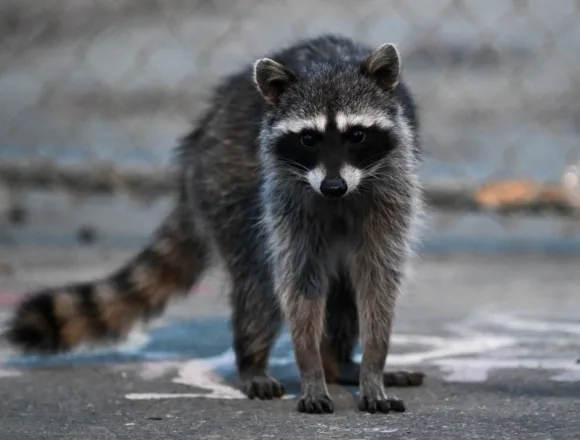 Raccoon attacks infant inside Idaho home