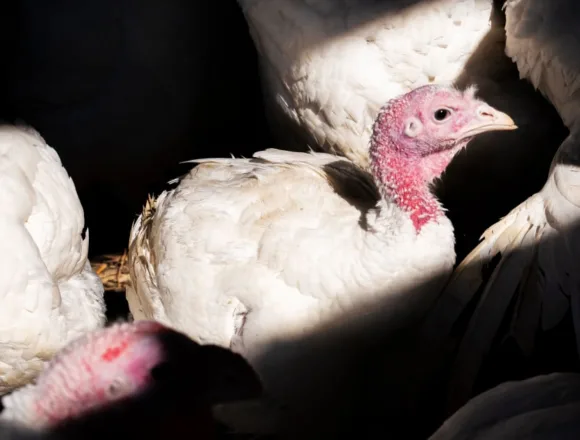 U.S. records its first human bird flu death