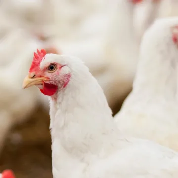 CDC urges faster testing to find human bird flu cases