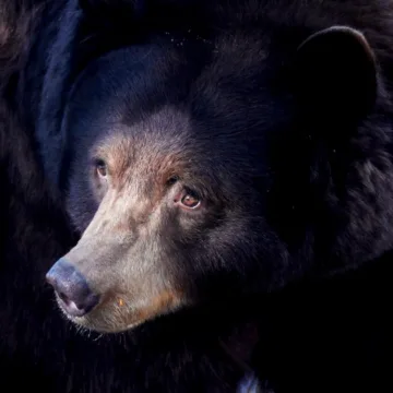 Bear that attacked man in Pennsylvania had rabies, officials confirm