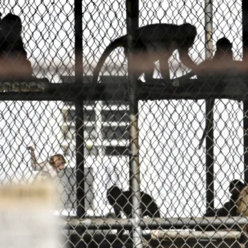 All 43 research monkeys that escaped South Carolina facility have been recaptured