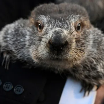 Report questions Punxsutawney Phil’s accuracy in predicting early spring