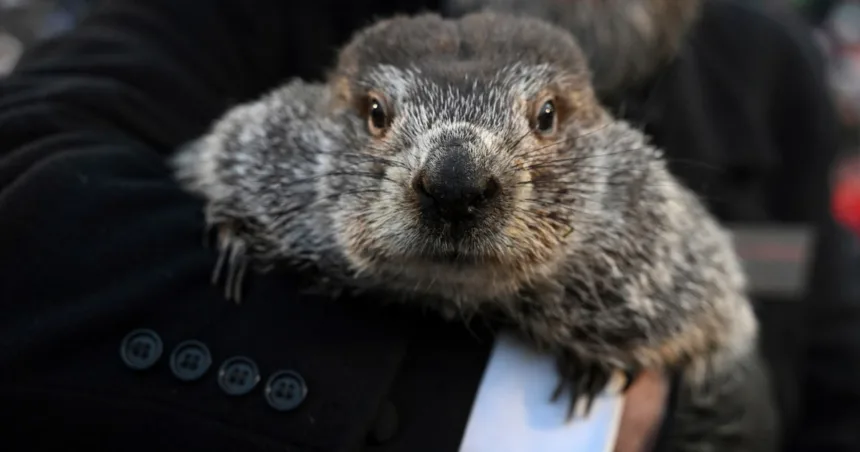Report questions Punxsutawney Phil’s accuracy in predicting early spring