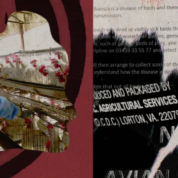 Bird flu is spreading in cattle, but some states still aren’t a part of testing the milk supply