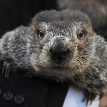 Punxsutawney Phil sees his shadow, handlers say, predicting 6 more weeks of wintry weather
