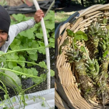 Trump’s tariff plans threaten foreign crops that U.S. farmers struggle to grow