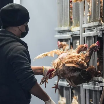 New York poultry markets ordered to close temporarily as bird flu concerns spread