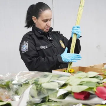 Roses are red, violets are blue, 940 million flowers are traveling (through Miami) to you