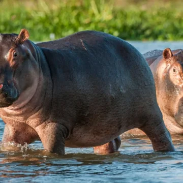 New Jersey man sues safari tour operator after rampaging hippo killed his wife in Africa