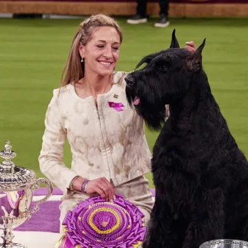 Monty the giant schnauzer wins Westminster dog show