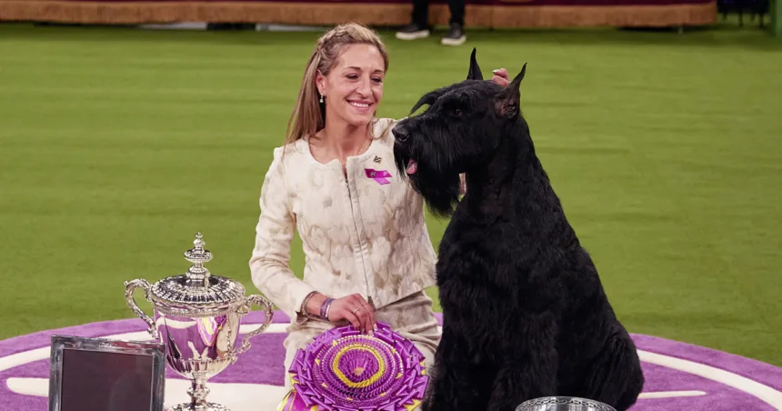 Monty the giant schnauzer wins Westminster dog show