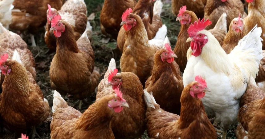 Trump’s drive to reshape government threaten bird flu response