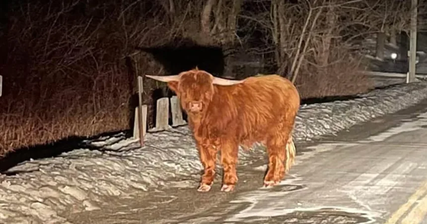 Runaway bull on the loose in Connecticut, evading capture