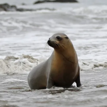 Malibu beachgoers warned to avoid sick sea lions after more than a dozen reported in distress