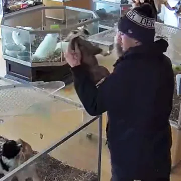 Thieves fake a seizure, steal bulldog puppies worth over $8,000 in videotaped heist, authorities say