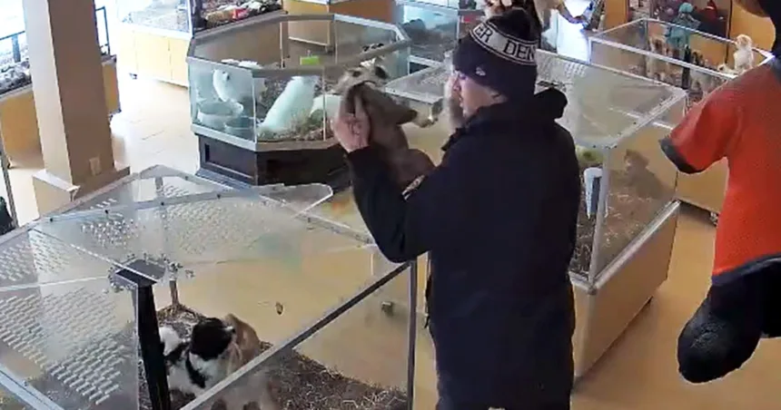 Thieves fake a seizure, steal bulldog puppies worth over $8,000 in videotaped heist, authorities say