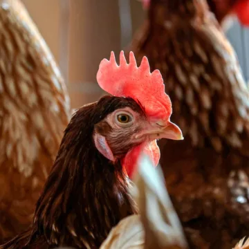 U.S. will spend up to $1 billion to combat bird flu, USDA secretary says