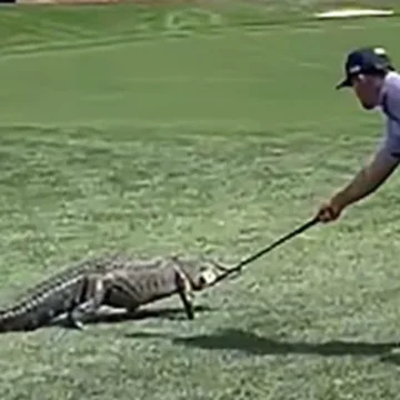 Golfer Billy Horschel shoos gator away with club at PGA National Tour