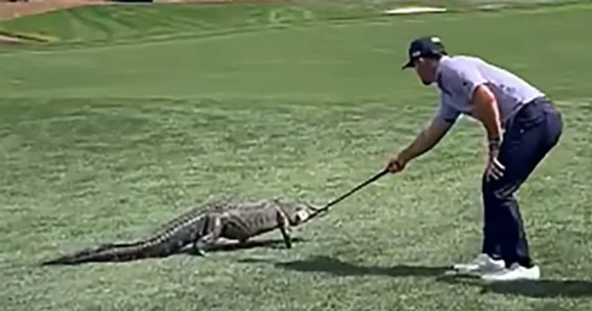 Golfer Billy Horschel shoos gator away with club at PGA National Tour