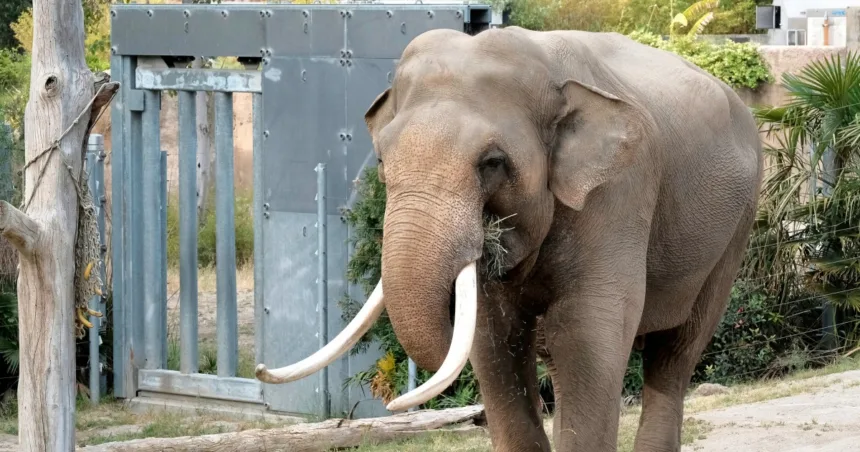 250521-los-angeles-billy-male-asian-elephant-2017-ac-754p-22ab4e.jpg Aging elephants quietly moved from L.A. to Tulsa Zoo should be in sanctuary, advocates say