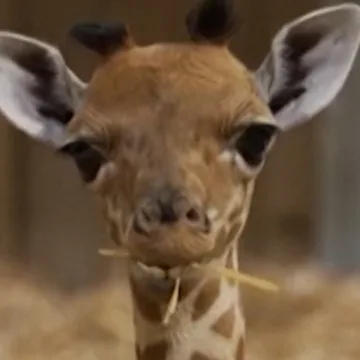 Paris zoo welcomes baby giraffe