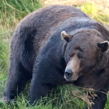 ’32 Chunk’ is 2025’s ‘Fat Bear Week’ winner