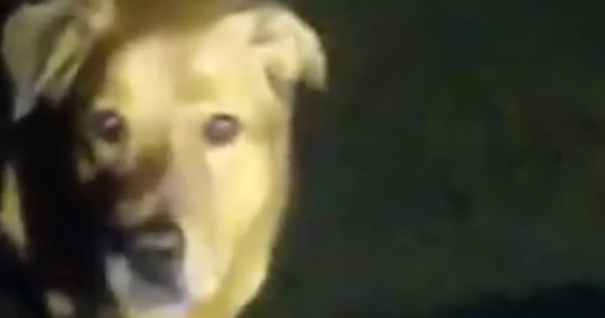 Dog helps deputy find missing, injured elderly woman