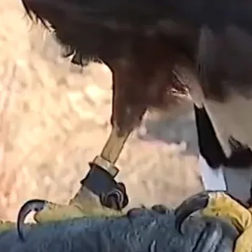 Trained hawks stolen during L.A. Rams NFL game