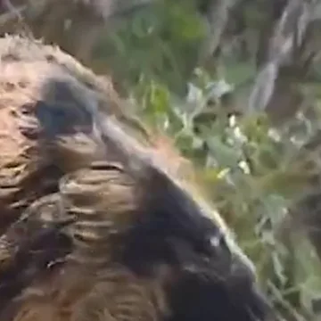 Feral hogs roam Texas apartment complex