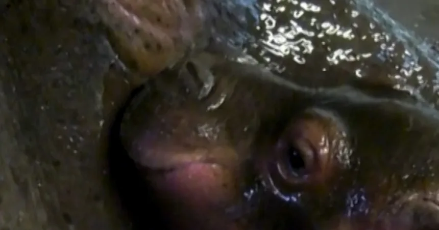 Berlin Zoo welcomes baby hippo in rare birth