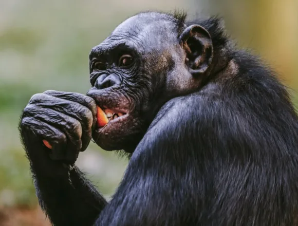 022726-memphis-zoo-bonobo-vsb-2038-f67987.jpg Ape cracks exhibit’s glass as it launches at Memphis Zoo visitors