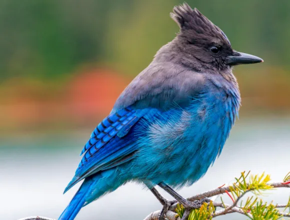 260220-bird-stock-aa-151-dbad26.jpg How birding really can change the brain and boost cognition, surprising new study finds