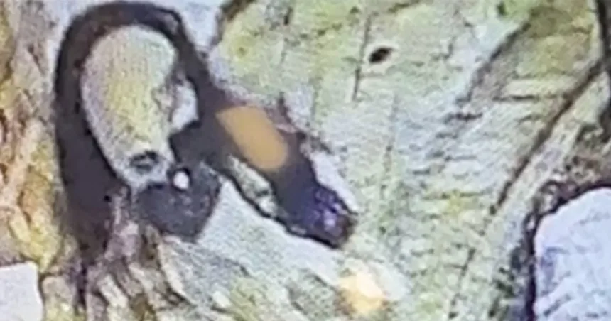 260226-caregiver-at-an-assisted-living-facility-in-Potomac-ch-1339-bed416.jpg Maryland man donned disguise to kill millionaire philanthropist in nursing home, police say