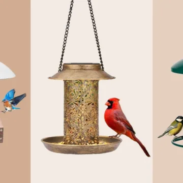 The Best Bird Feeders of 2026