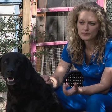 Meth-laced hot dogs have twice sickened a family’s pups. Police don’t know who’s responsible or why.