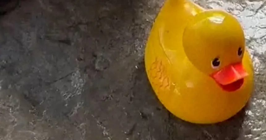 Harbor seal shows off rubber duck friend