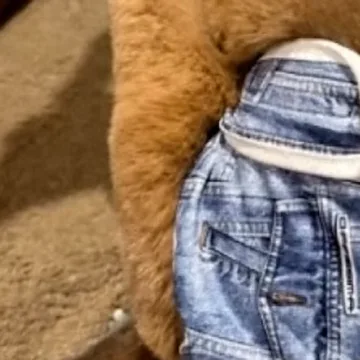 Search on for missing diaper-clad kangaroo in Wisconsin