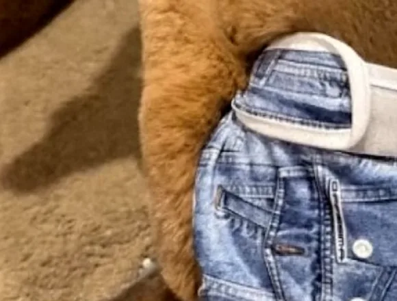 f_vert_brk_wmtv_kangaroo_loose_260328.00_01_22_21.Still002-zsnfcb.jpg Search on for missing diaper-clad kangaroo in Wisconsin