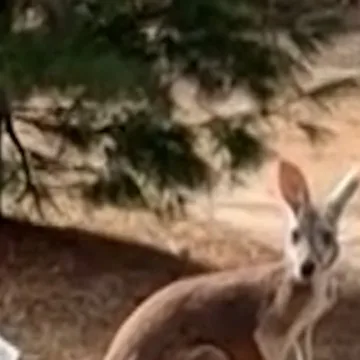 Kangaroo returns home after 72 hours on the run