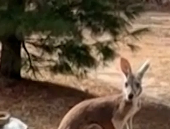 Kangaroo returns home after 72 hours on the run