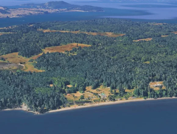 21 dead canines mysteriously wash ashore on Washington state island